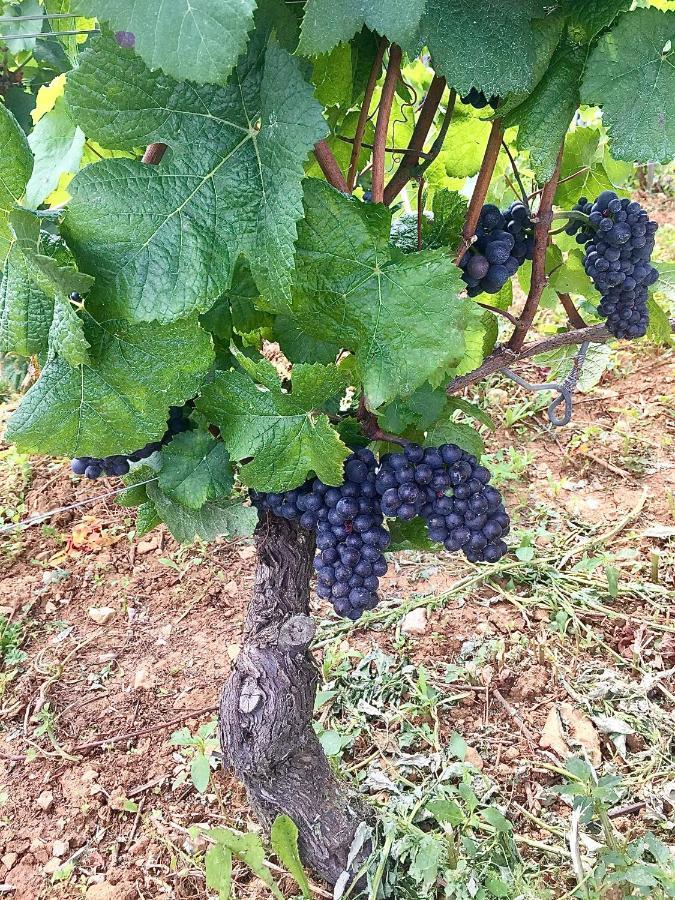 Gite la Maison du Tonnelier, Route des Grands Crus Comblanchien